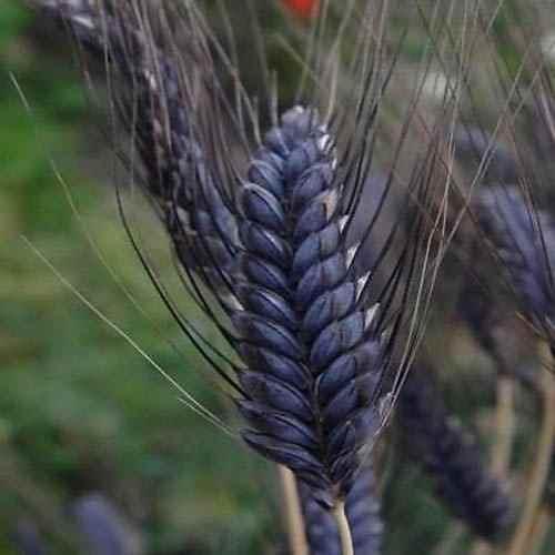 25 Black Knight Wheat Flower Seeds - Seed World