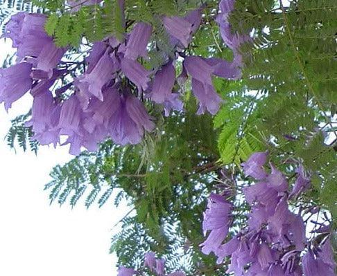25 Blue Jacaranda Tree Mimosifolia Fern Seeds - Seed World
