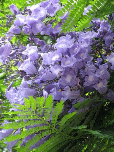 25 Blue Jacaranda Tree Mimosifolia Fern Seeds - Seed World