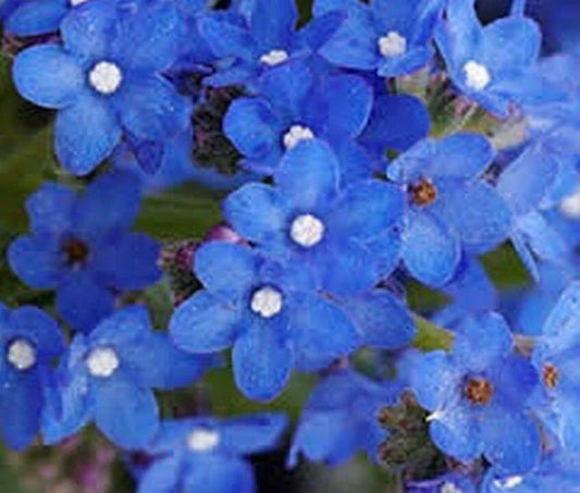 25 Bugloss (Anchusa Capensis Blue Angel) Seeds - Seed World