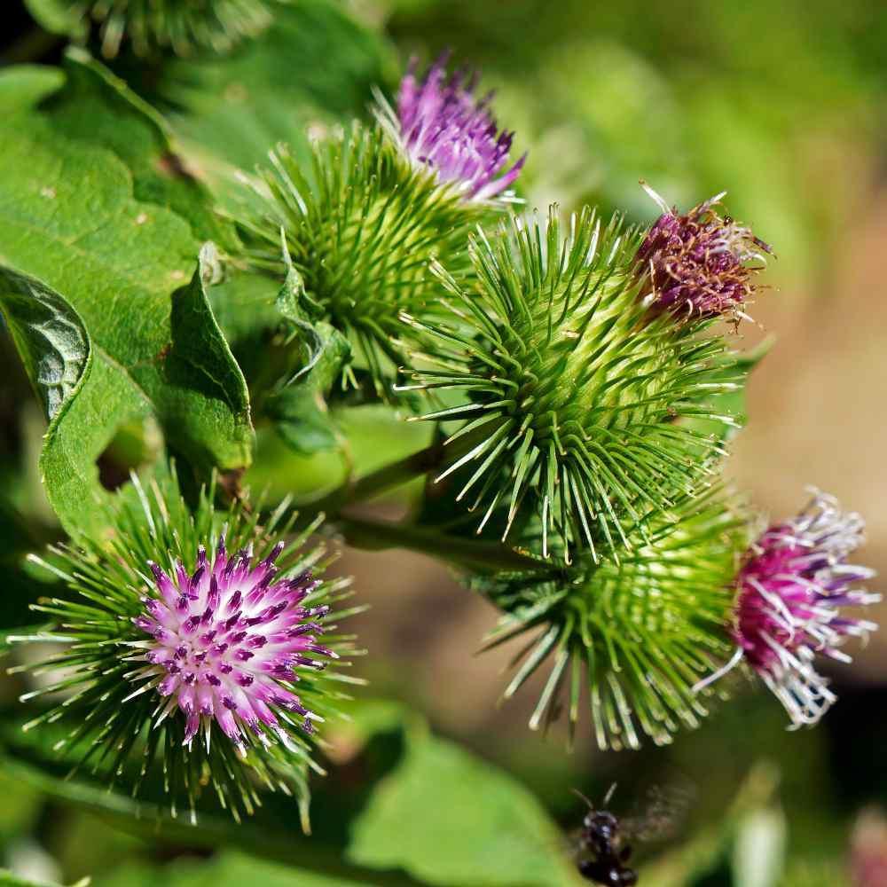 25 Burdock Seeds - Seed World