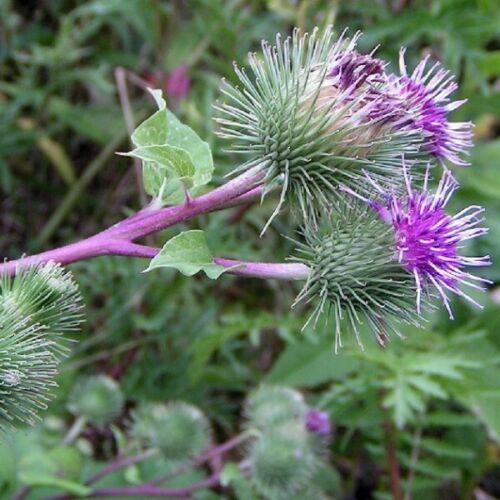 25 Burdock Seeds - Seed World