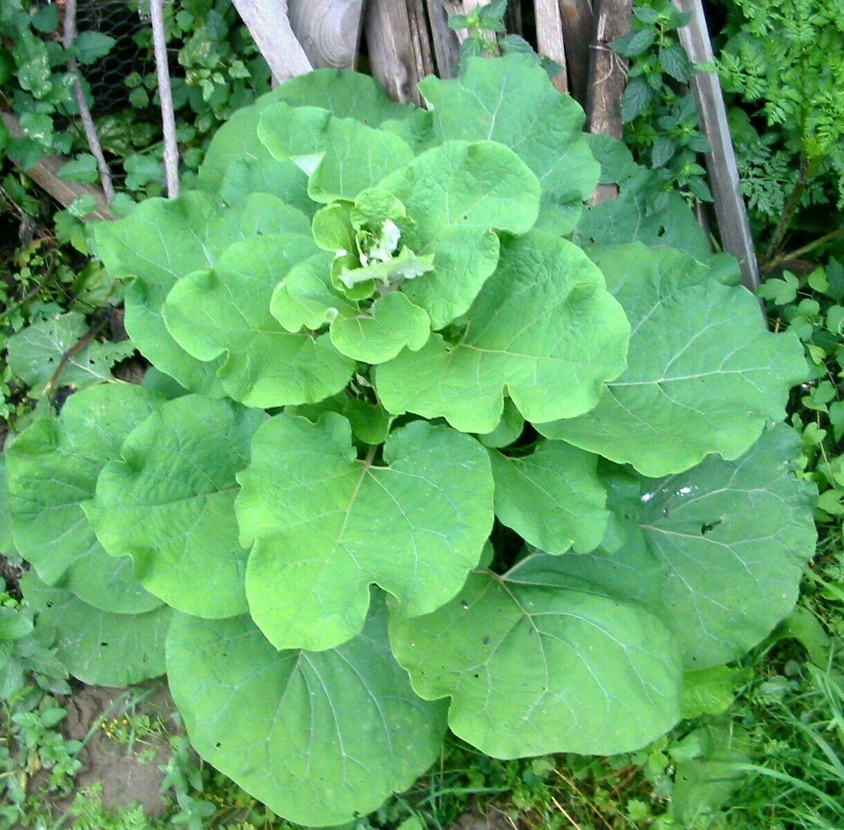 25 Burdock Seeds - Seed World