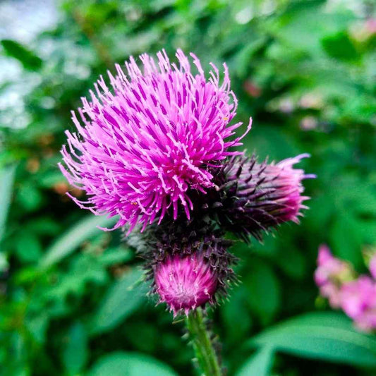 25 Burdock Seeds - Seed World