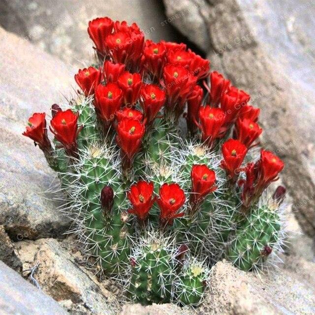 25 Cactus Mix Seeds - Seed World