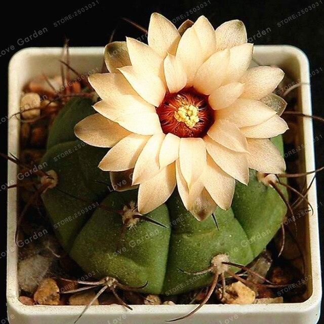 25 Cactus Mix Seeds - Seed World