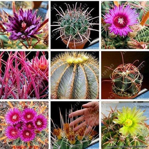 25 Cactus Mix Seeds - Seed World