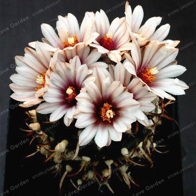 25 Cactus Mix Seeds - Seed World
