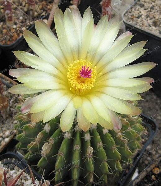 25 Cactus Mix Seeds - Seed World