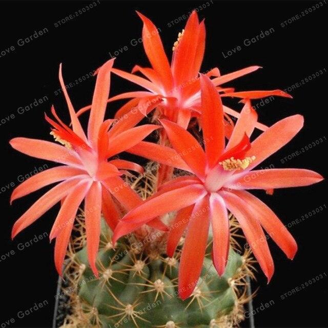 25 Cactus Mix Seeds - Seed World