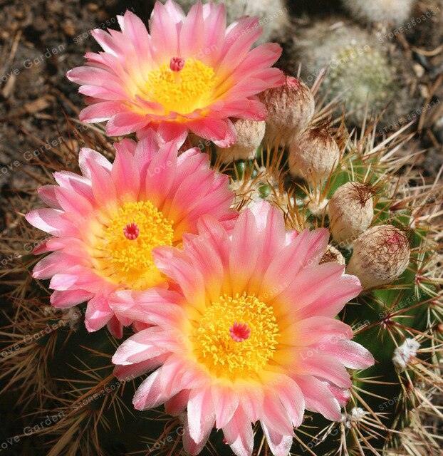25 Cactus Mix Seeds - Seed World