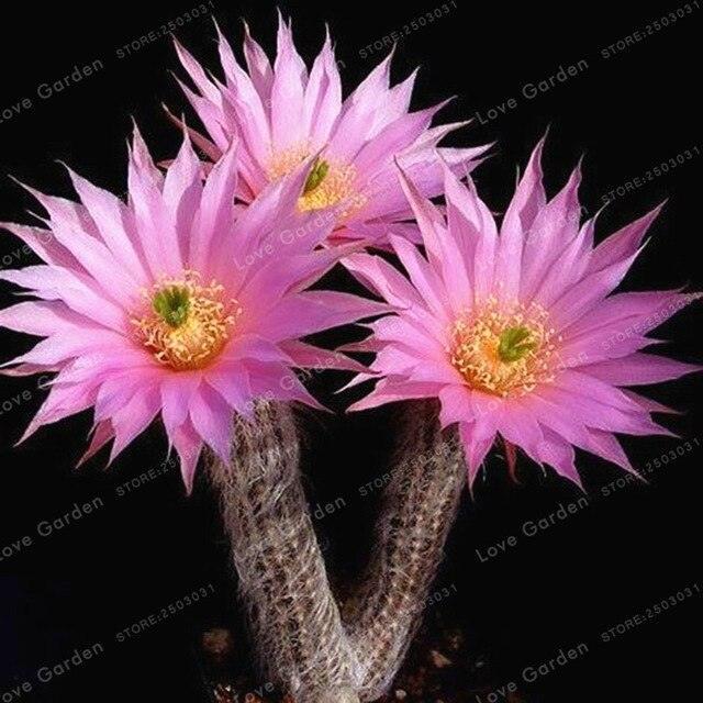 25 Cactus Mix Seeds - Seed World