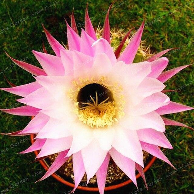 25 Cactus Mix Seeds - Seed World
