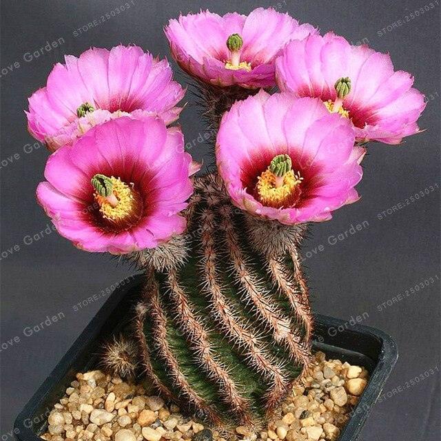 25 Cactus Mix Seeds - Seed World