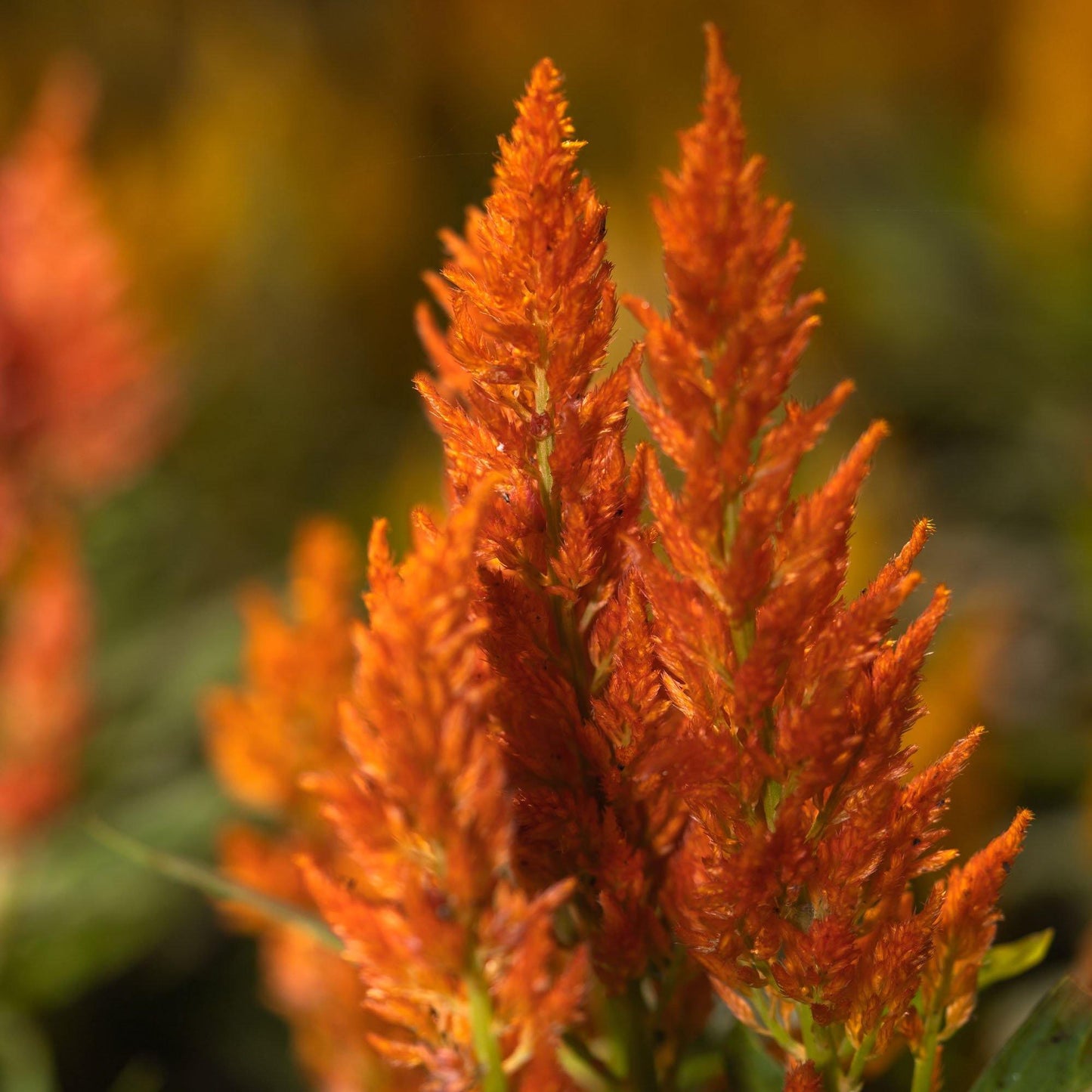 25 Celosia Plumosa Glitters Orange Seeds - Seed World