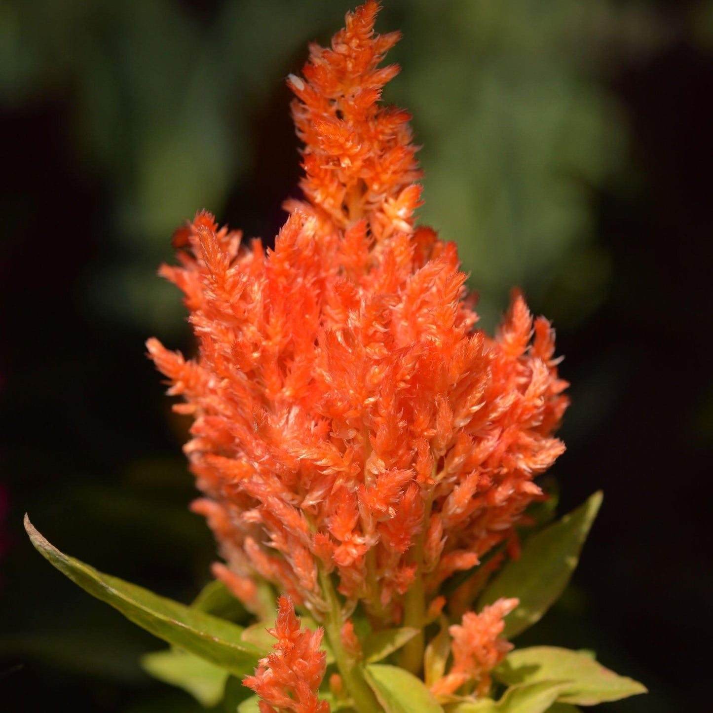 25 Celosia Plumosa Glitters Orange Seeds - Seed World