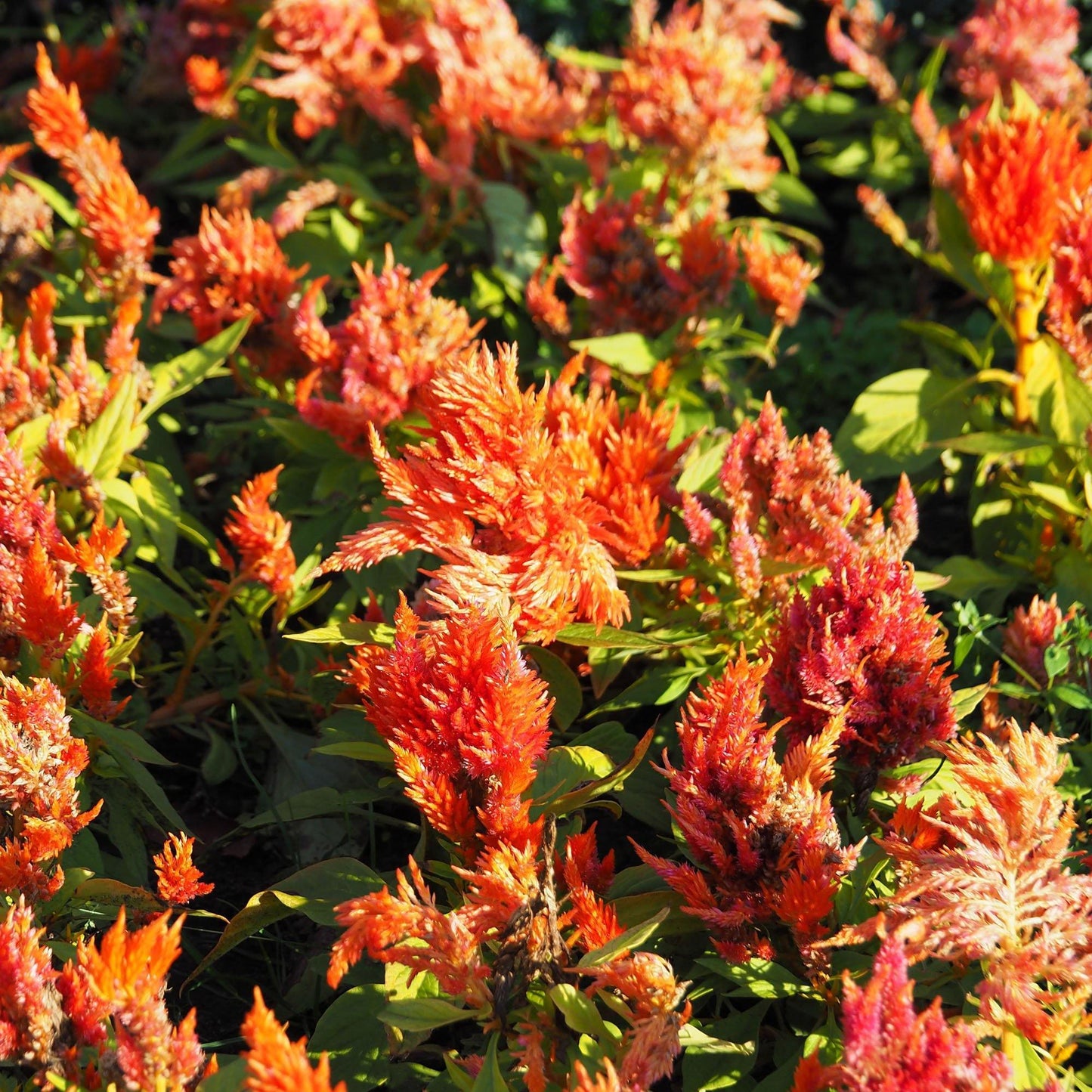 25 Celosia Plumosa Glitters Orange Seeds - Seed World