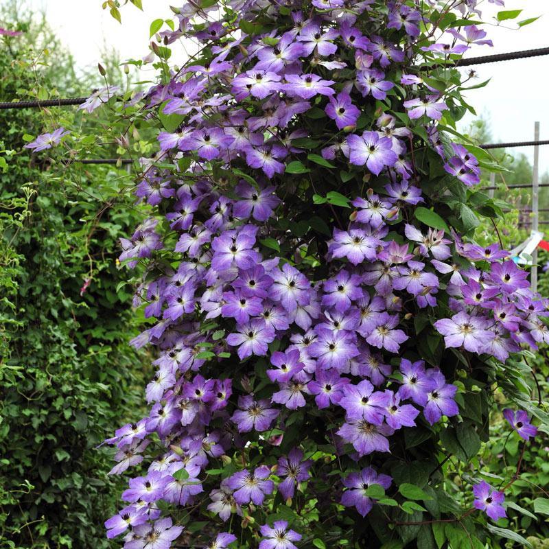 25 Climbing Clematis vine flower seeds - Seed World