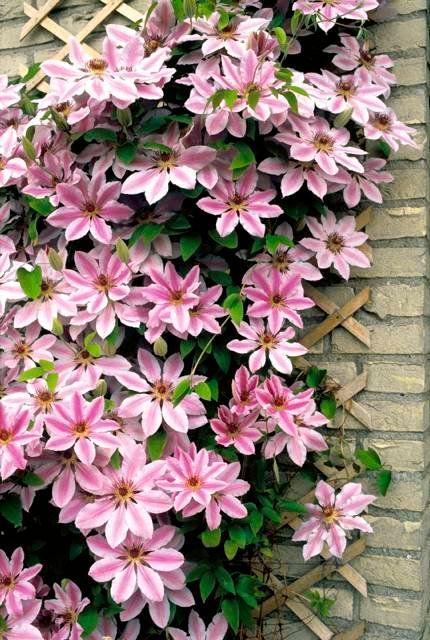 25 Climbing Clematis vine flower seeds - Seed World