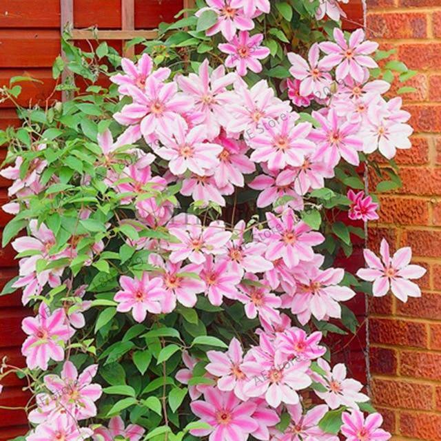 25 Climbing Clematis vine flower seeds - Seed World