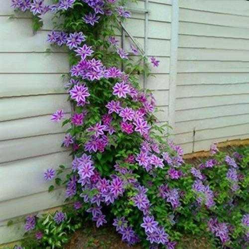 25 Climbing Clematis vine flower seeds - Seed World