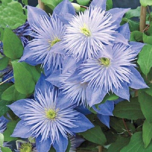 25 Climbing Clematis vine flower seeds - Seed World