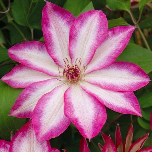 25 Climbing Clematis vine flower seeds - Seed World