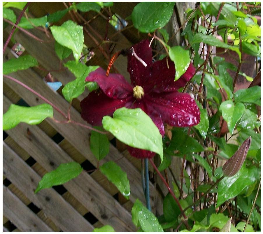25 Climbing Clematis vine flower seeds - Seed World
