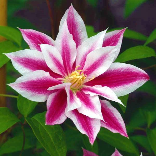 25 Climbing Clematis vine flower seeds - Seed World
