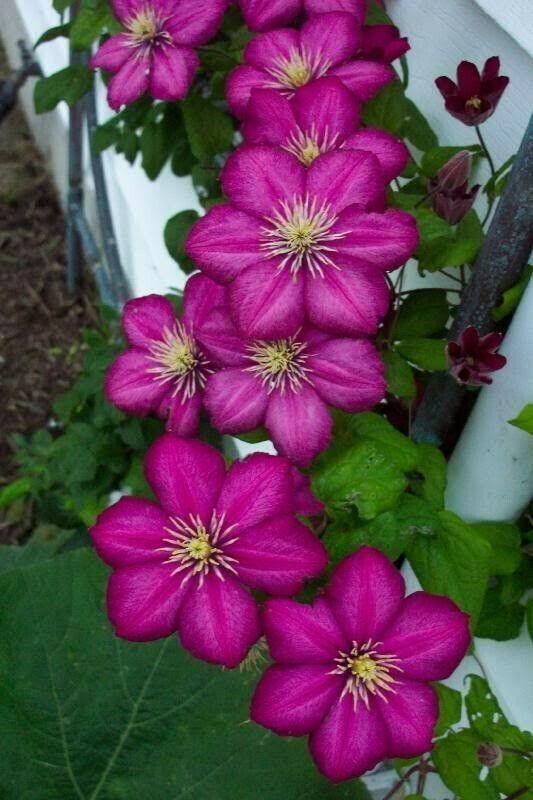 25 Climbing Clematis vine flower seeds - Seed World