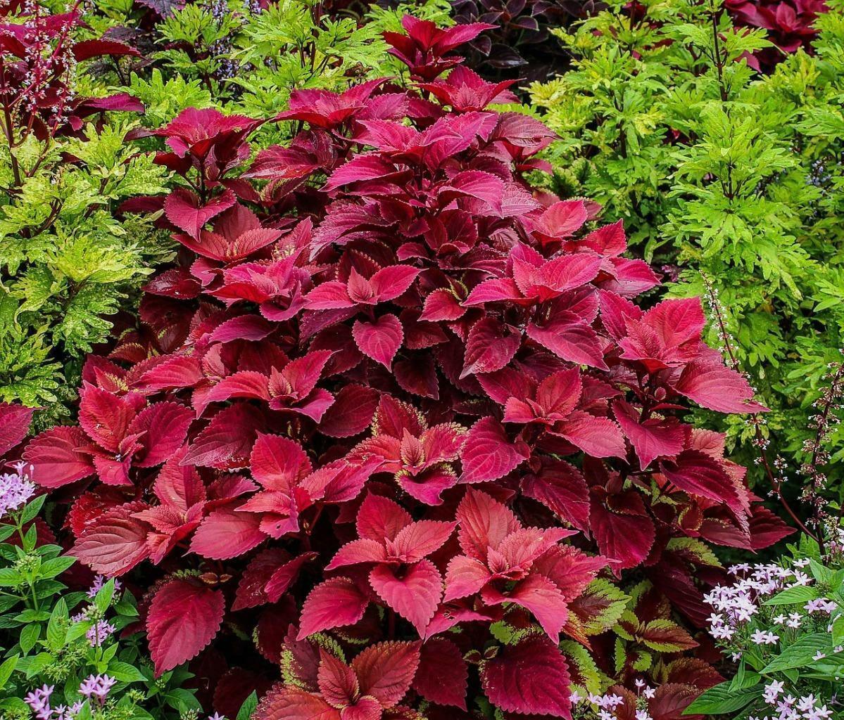 25 Coleus Wizard Velvet Flower Seeds - Seed World