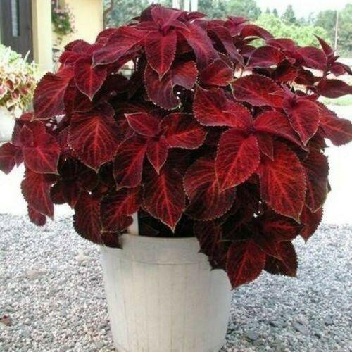 25 Coleus ‘Wizard Velvet Red’ Seeds – Shade-Tolerant, Vivid Burgundy Foliage - Seed World