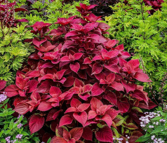 25 Coleus βWizard Velvet Redβ Seeds β Shade-Tolerant, Vivid Burgundy Foliage - Seed World