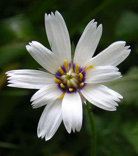 25 Cupids Dart Seeds - White - Seed World