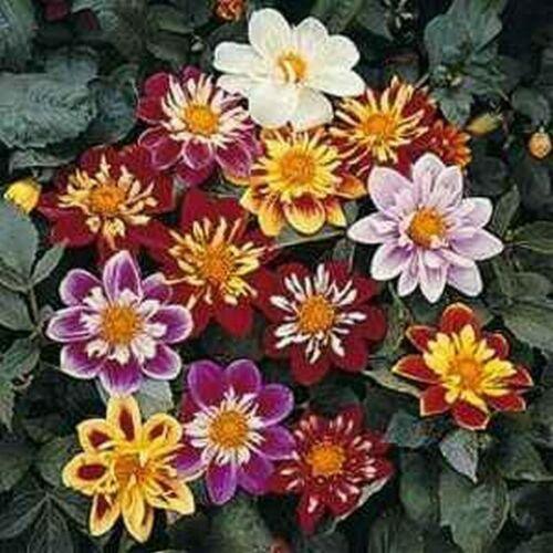 25 Dahlia Dandy Mix Seeds - Seed World