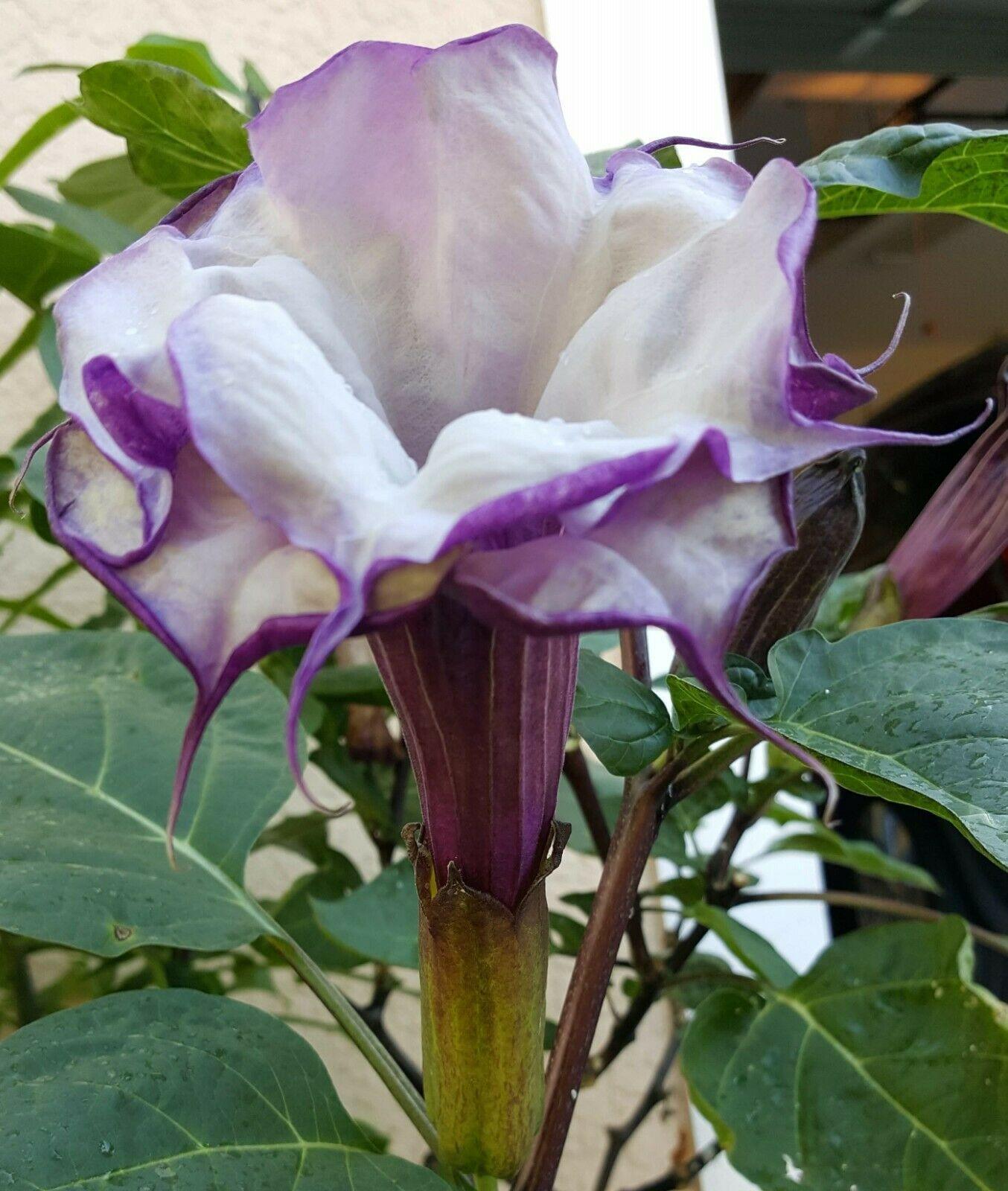 25 Double Purple Datura Seeds - Seed World