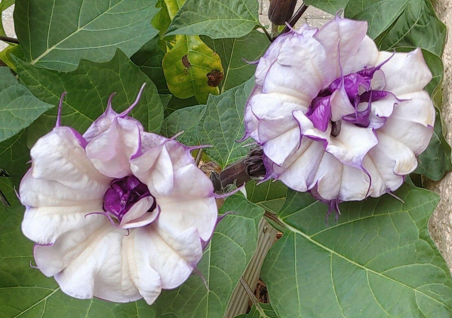 25 Double Purple Datura Seeds - Seed World