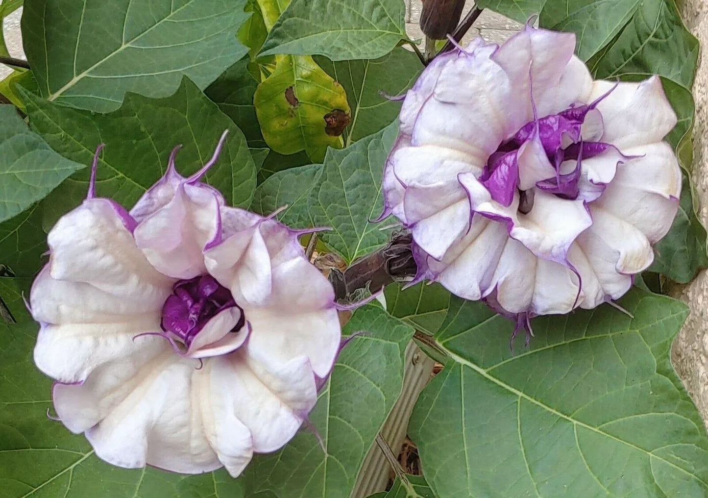 25 Double Purple Datura Seeds - Seed World