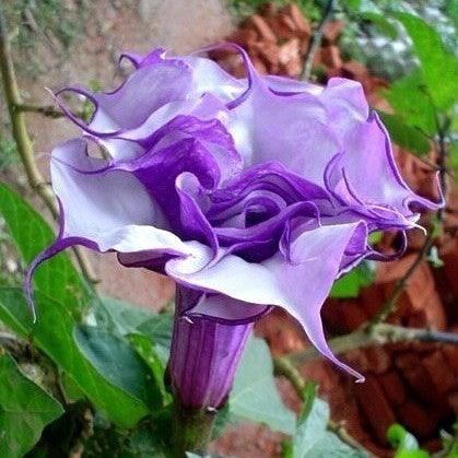 25 Double Purple Datura Seeds - Seed World