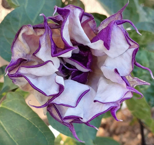 Close-up of a purple and white flower with green leaves in the background