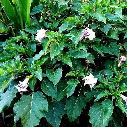25 Double Purple Datura Seeds - Seed World
