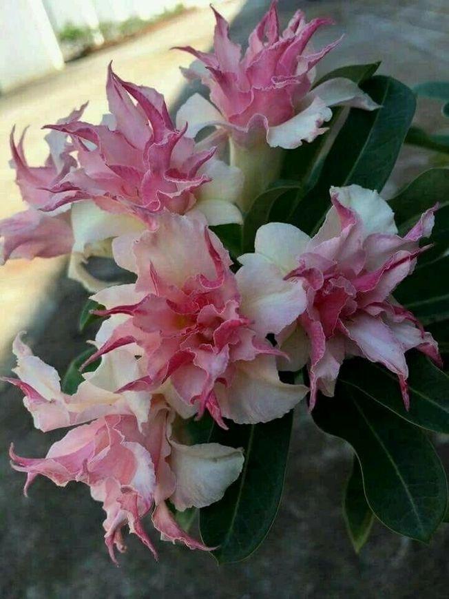 25 Double White Pink Clematis Seeds - Seed World