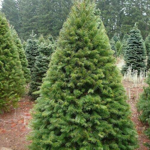 25 Douglas Fir (Pseudotsuga Menziesii Glauca) Tree Seeds - Seed World