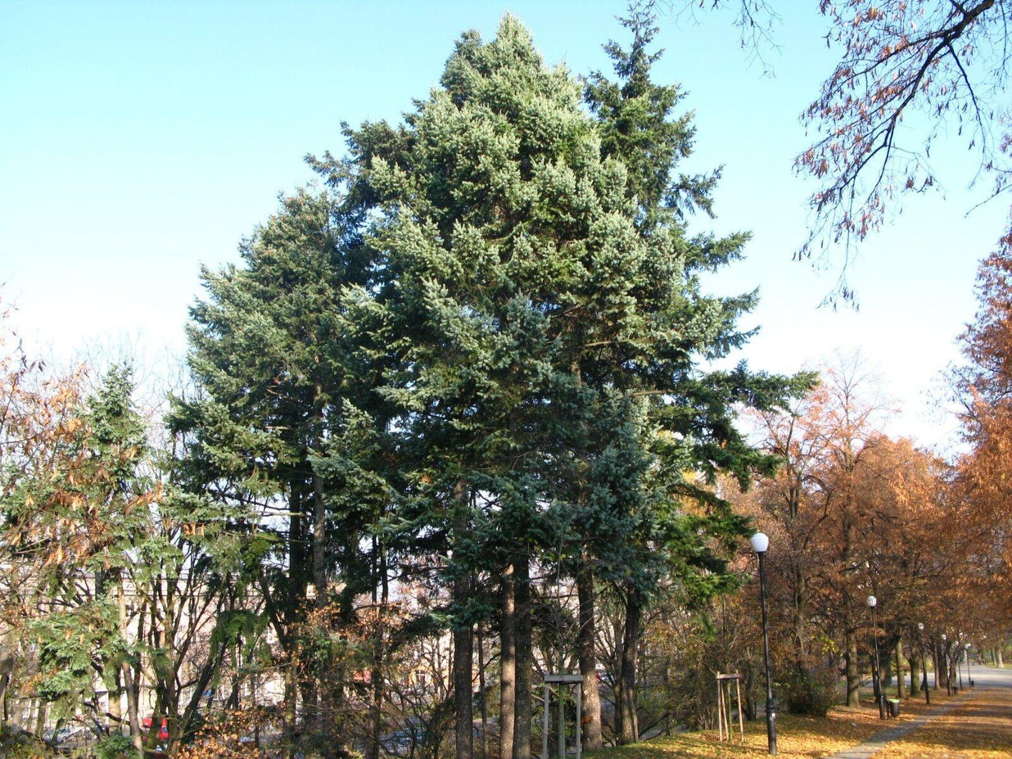 25 Douglas Fir (Pseudotsuga Menziesii Glauca) Tree Seeds - Seed World