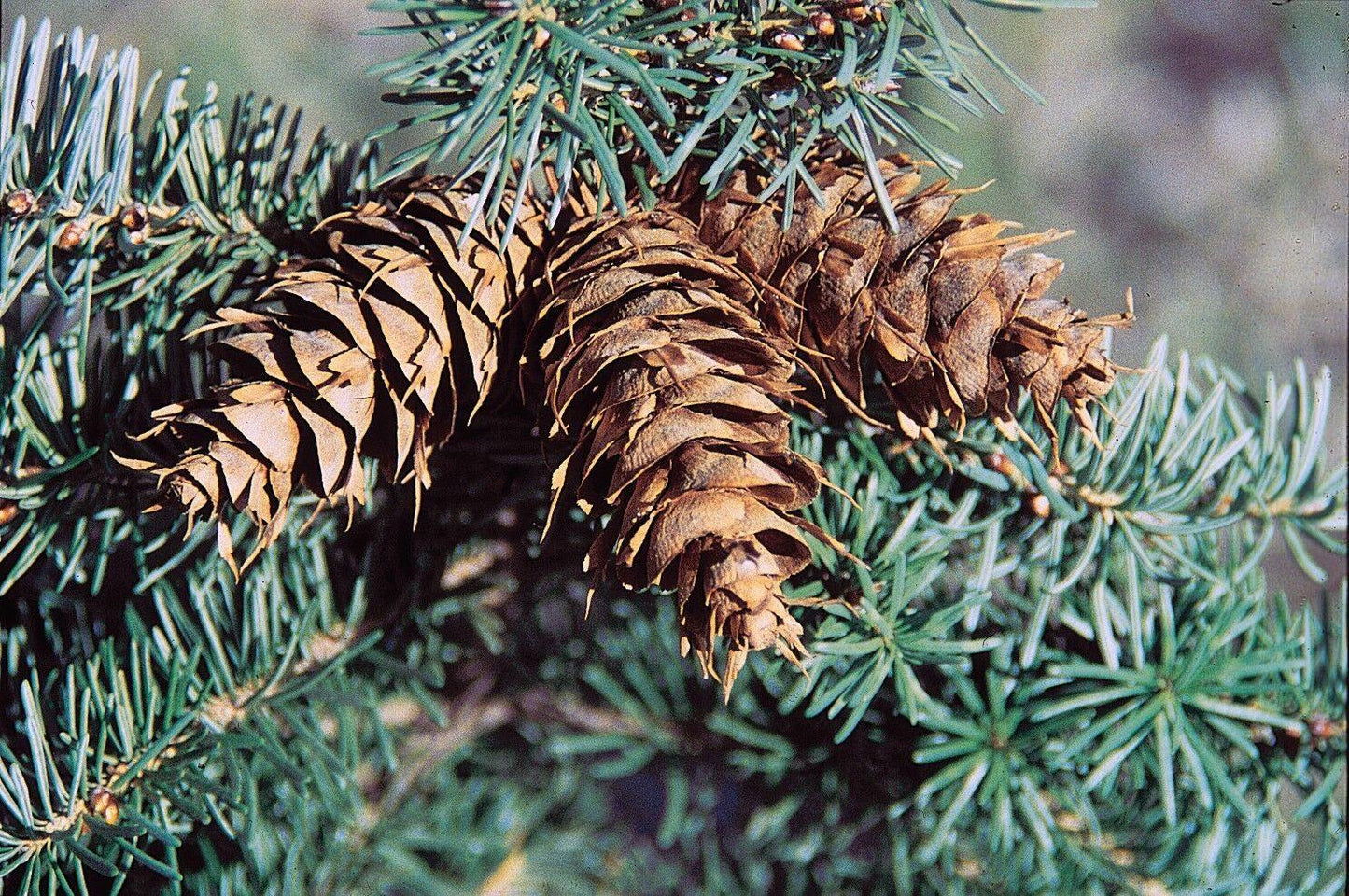 25 Douglas Fir (Pseudotsuga Menziesii Glauca) Tree Seeds - Seed World