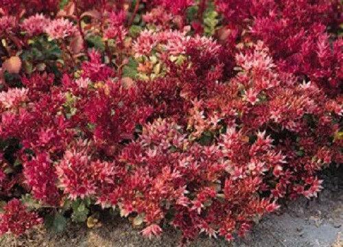 100 Dragon's Blood Sedum Seeds - Seed World