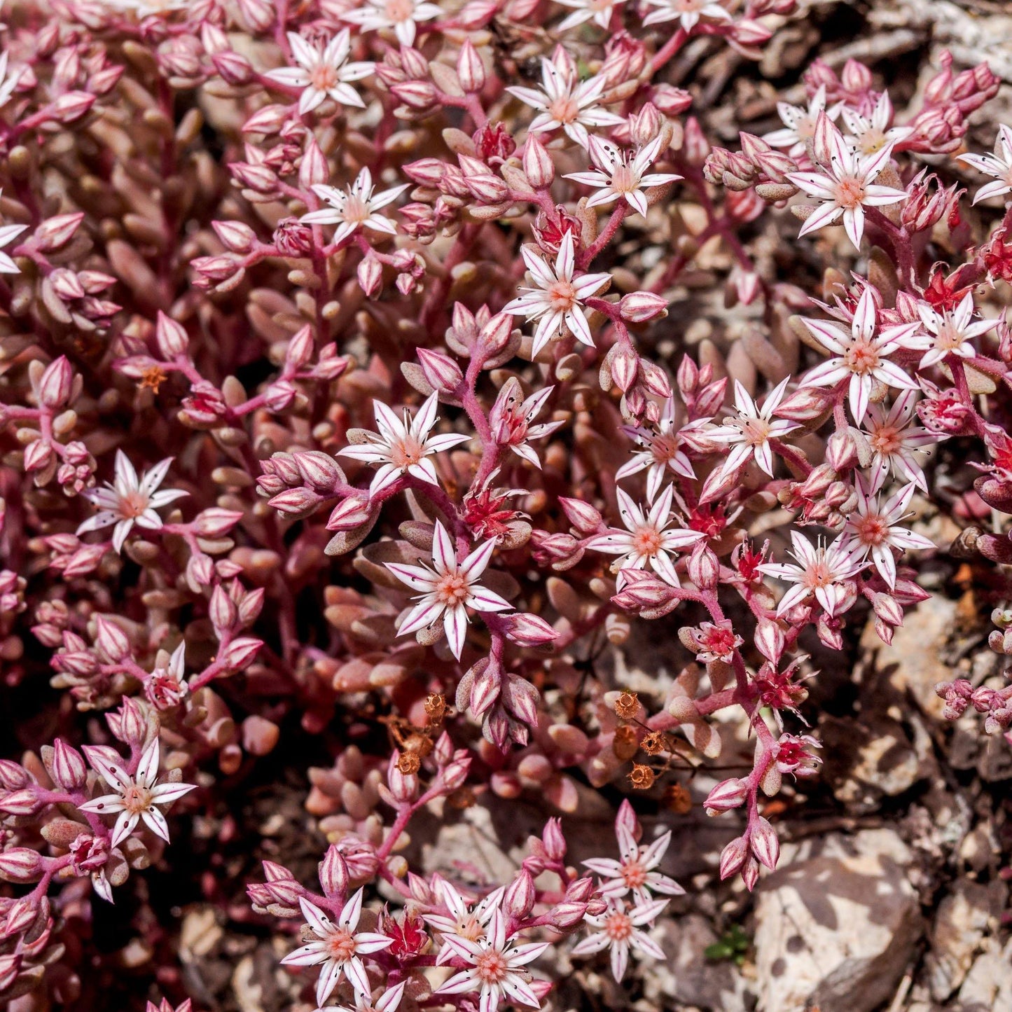 100 Dragon's Blood Sedum Seeds - Seed World