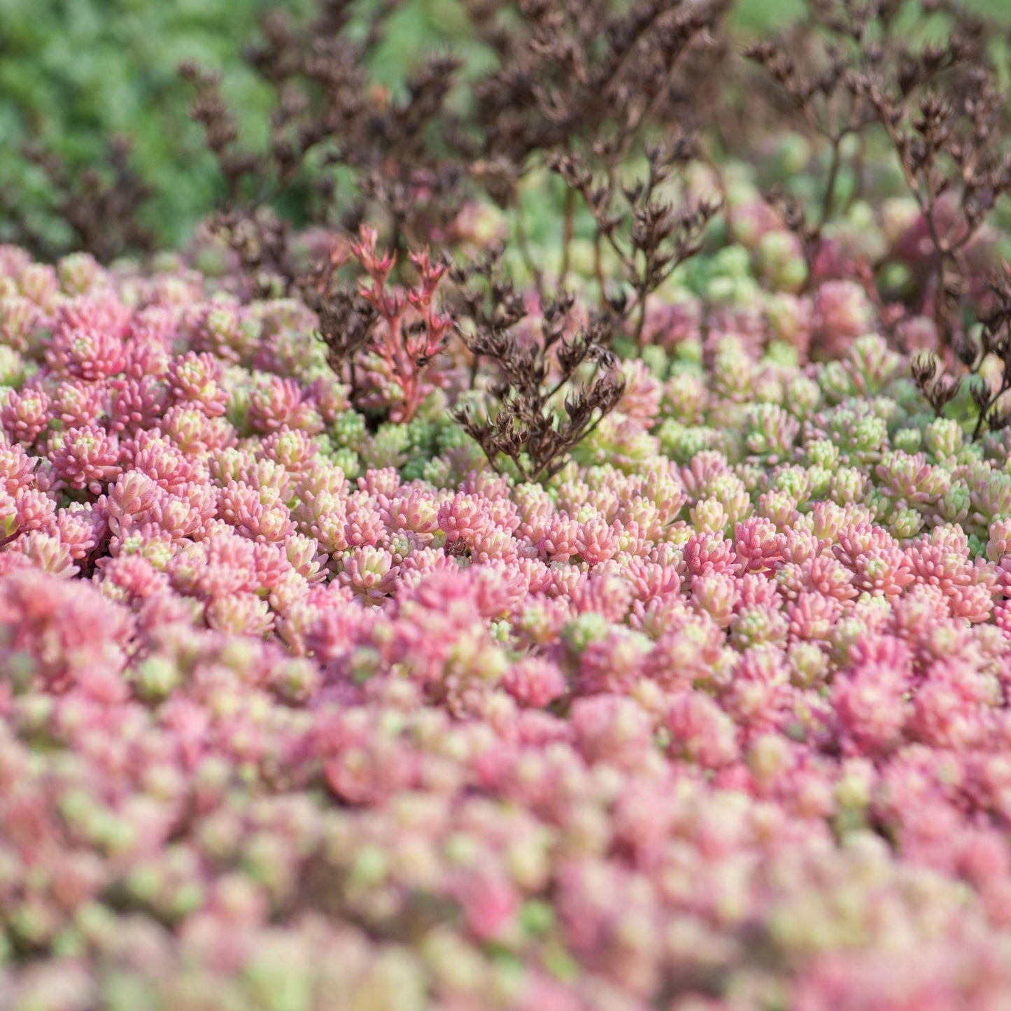 100 Dragon's Blood Sedum Seeds - Seed World