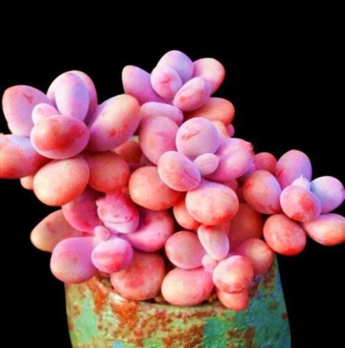 25 Egg Succulents Seeds | Echinopsis Tubiflora Cactus - Seed World