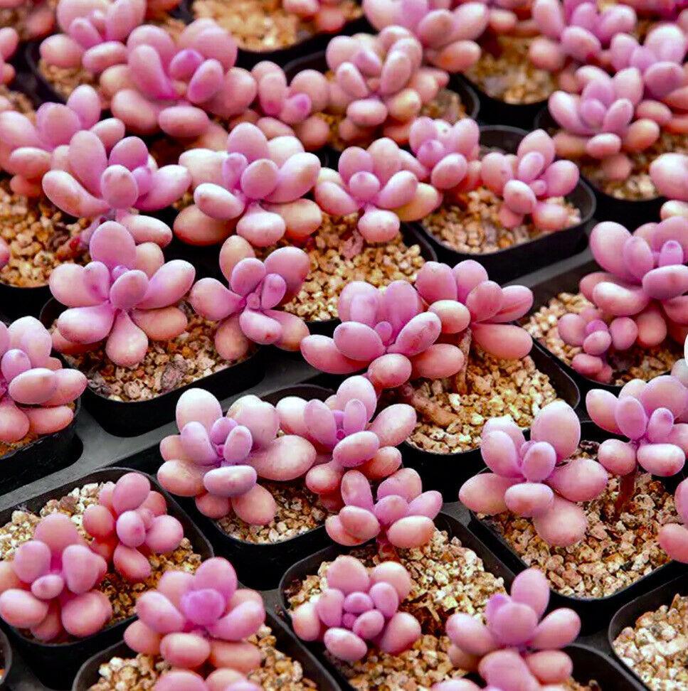 25 Egg Succulents Seeds | Echinopsis Tubiflora Cactus - Seed World